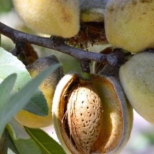 [아름다운 갤러리]아몬드나무(홀스하디)토양적응력이 좋고 해걸이가 거이없고 내한성이 강하여 전국 생육이 가능함