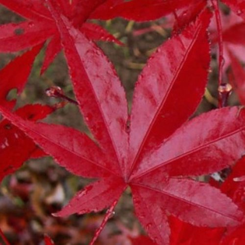 [아름다운갤러리]접목사계홍단풍봄,여름,가을 변치않고 적색의 잎이 환상적이다.