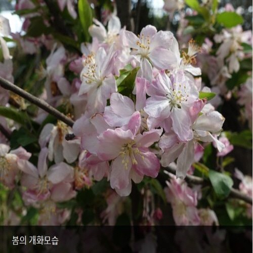 [아름다운갤러리] 꽃사과(애기사과) 화려한꽃이 피며 열매는 가지가 부러빌정도로열림