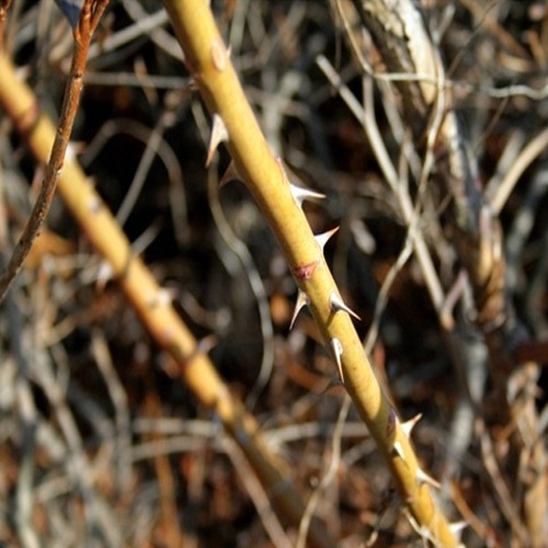 [아름다운갤러리]가시나무(참나무과)기후 온난화로 현재 북상하는 유망품종
