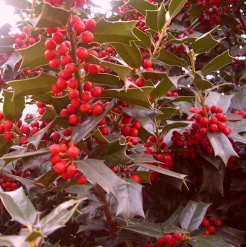 [아름다운갤러리]호랑가시나무(감탕나무과) 윤기나는 잎, 빨간색 열매, 조경용, 크리스마스 장식용