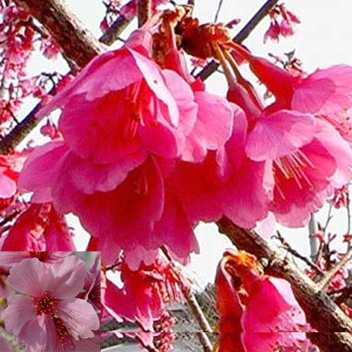 [아름다운갤러리]홍벚나무 꽃의 색상이  선명한 붉은 색!