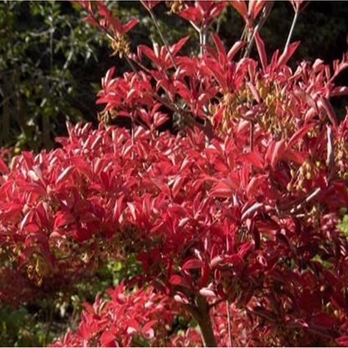 [아름다운갤러리]단풍철쭉(방울철쭉)가을철 진한 붉은 색으로 물드는 단풍은 매우 아름다움