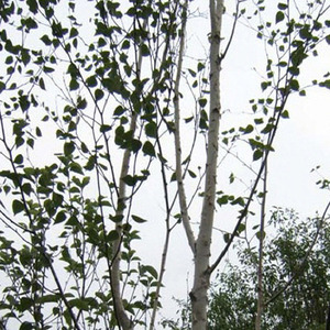 [아름다운갤러리]백자작나무 전국에 걸쳐 식재되고 있는 수종