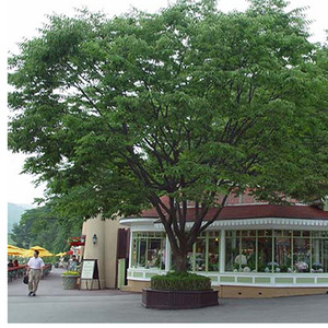 [아름다운갤러리]느티나무대표적인 조경공사용 나무