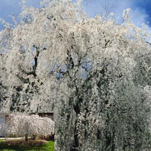 [아름다운갤러리]수양벚나무 (처진올벚)  처진벚나무