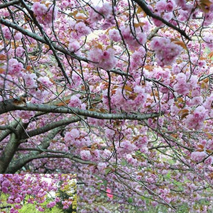 [아름다운갤러리]겹벚나무/자엽겹벚 (장미과)속성수로 5월초 분홍색의 겹꽃이풍성하게피며 수고는 8미터에 달하고 내공해성이 강하며 전국 생육 무난함.