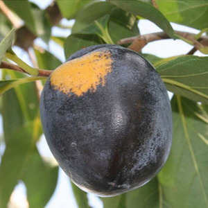 [아름다운갤러리]감나무(흑감)  속씨가 없어 식용하기 좋음  열매 겉은 흑자색이고 속은 황색임 숙기 10월상순   당도가 18rix/과중은 최대250g