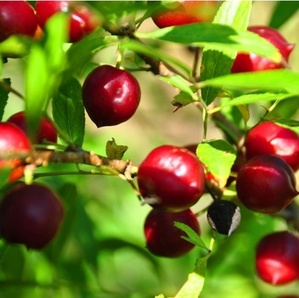 [아름다운갤러리]칼슘나무(대과종) 칼슘과 철분이 열매로 주렁주렁!