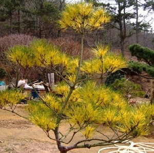 [아름다운갤러리]황금소나무 최신개발 황금소나무 천기목 이라고도함 
