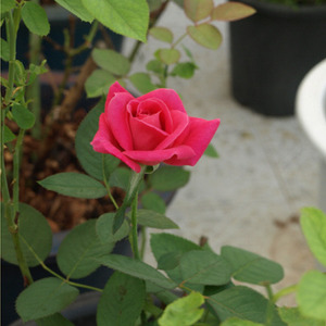 [아름다운갤러리]사계장미(땅장미)(Rosa centrifolia)화단이나 건물주변에 식재하기 좋은 품종