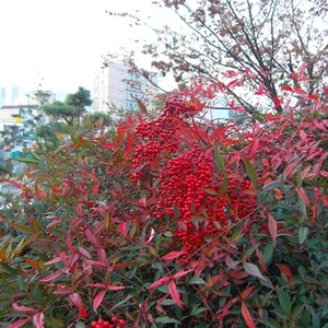 [아름다운갤러리]남천[매자나무과] 단풍과  붉은색의 열매