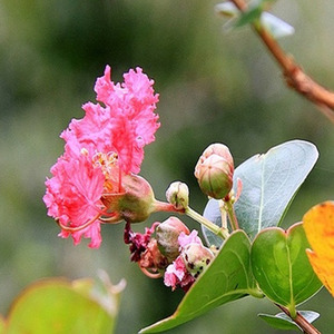 [아름다운갤러리]미니배롱나무(부처꽃과) 정원용, 화분용, 지피용, 돌틈메우기용으로 적합