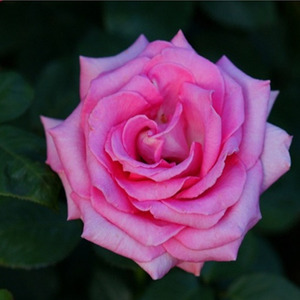 [아름다운갤러리]피스사계땅장미(Rosa centrifolia CV)(포트묘) 꽃의왕! 피스 왕 장미! 봄,여름,가을까지 피는 최고급 꽃