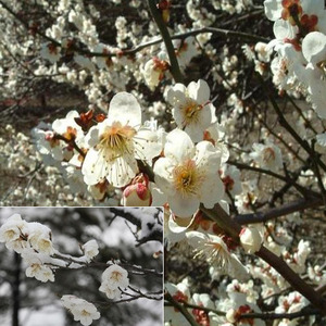 [아름다운갤러리]설중매[백매화.홍매화]  이른봄에 피는 꽃은 봄의 첫 소식을 알림