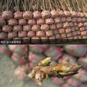 [아름다운갤러리]국산토종목단공사용꽃목단-3~5가지 상태좋은 백색꽃눈